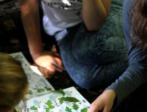 EuroBioBlitz 2021: Pomoz i ty zmapovat evropskou přírodu
